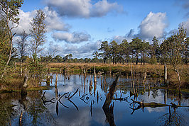 Bernhard Saalfeld - Lueneburger Heide 2026 (3v9)